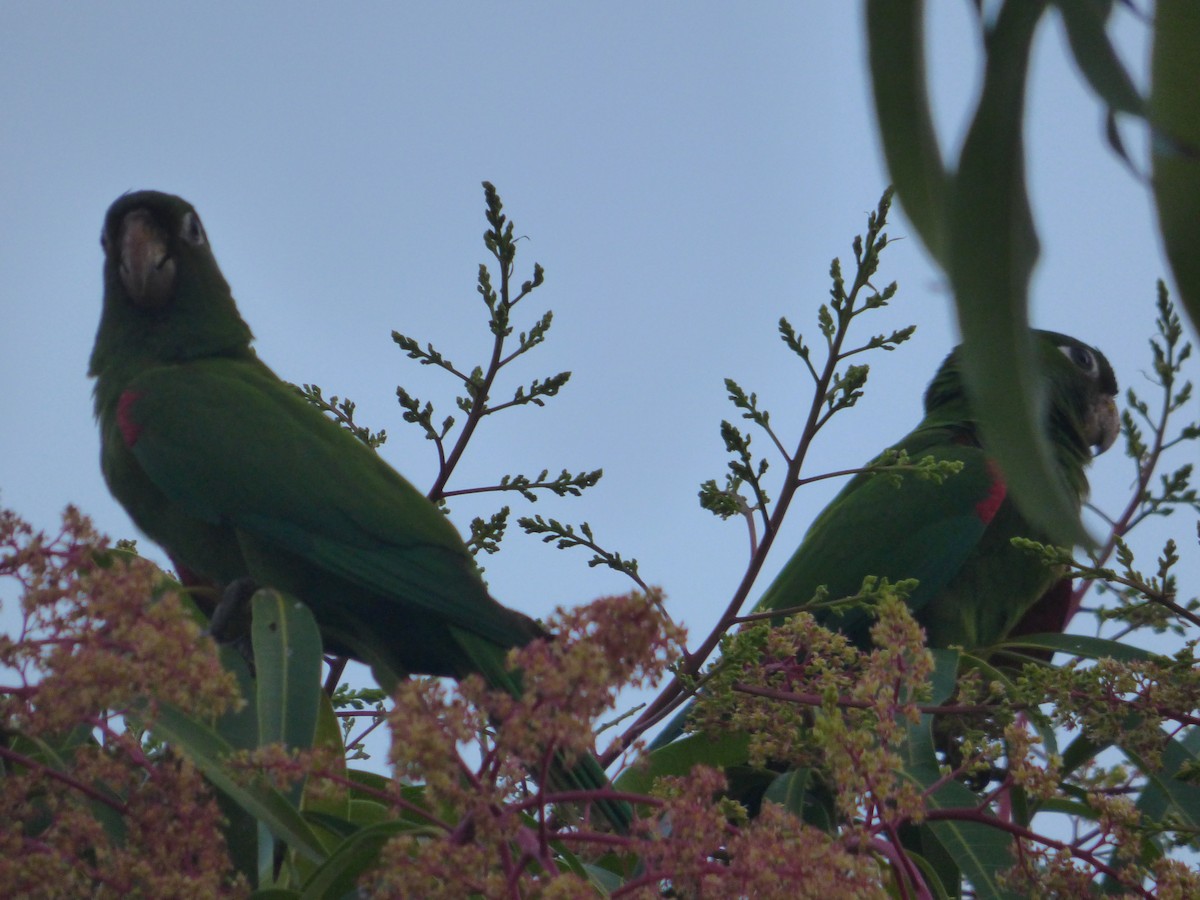 Hispaniolan Parakeet - ML616273983