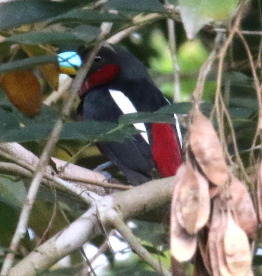 Black-and-red Broadbill (Black-and-red) - Alain Pataud