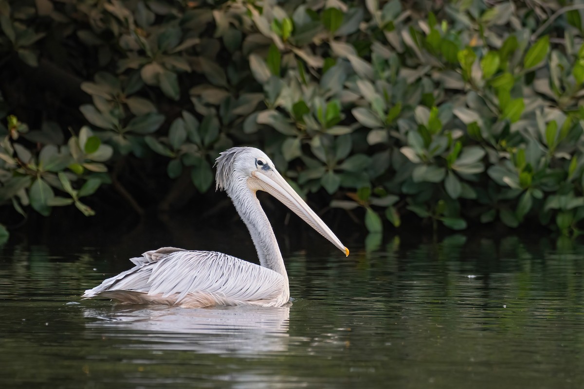 Pink-backed Pelican - ML616274112