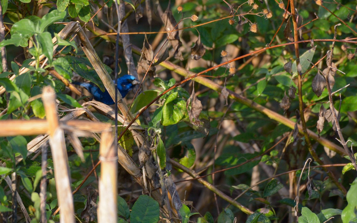 Blue Bunting (Middle America) - ML616274140