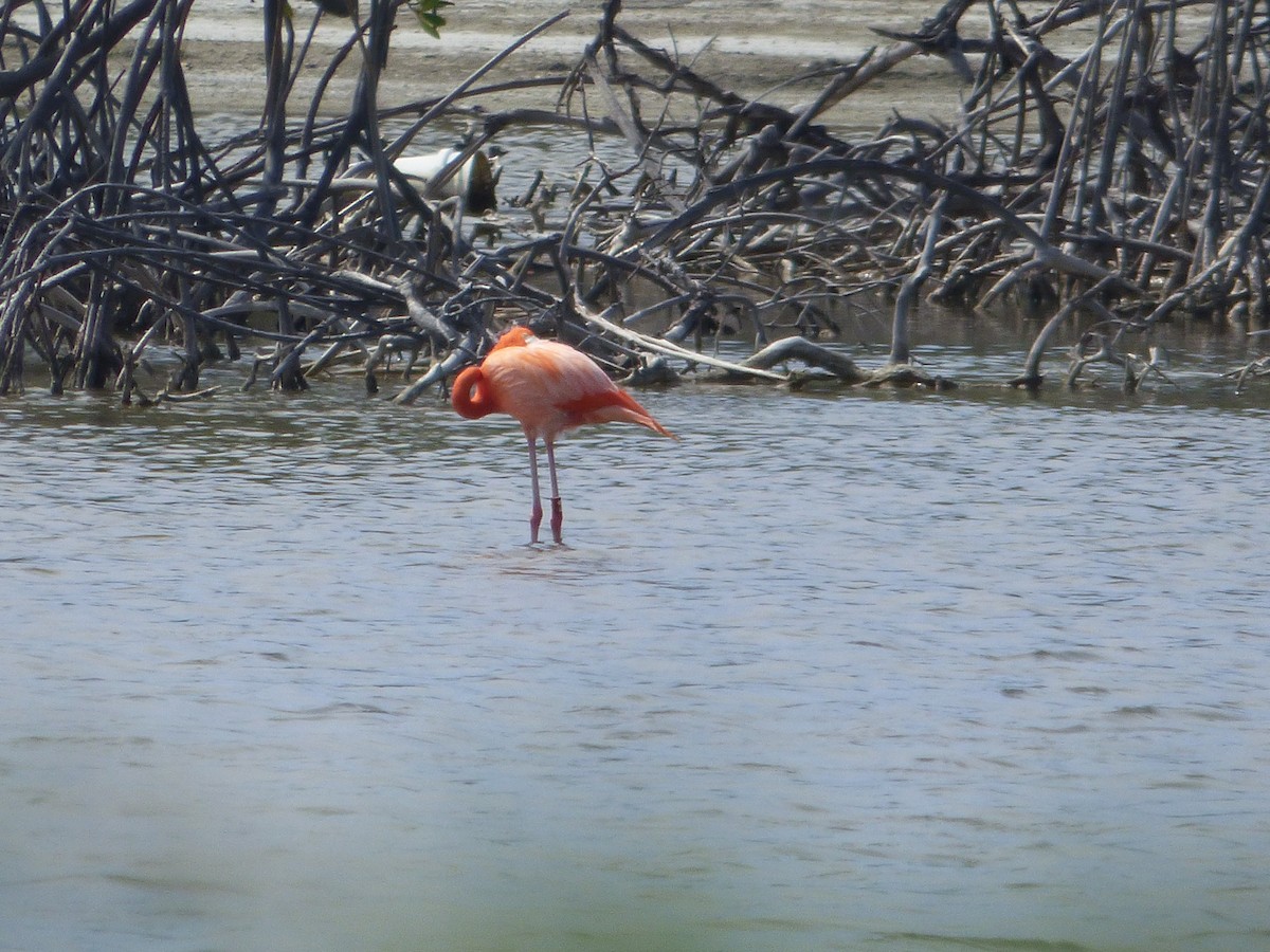 American Flamingo - Randy Yuen