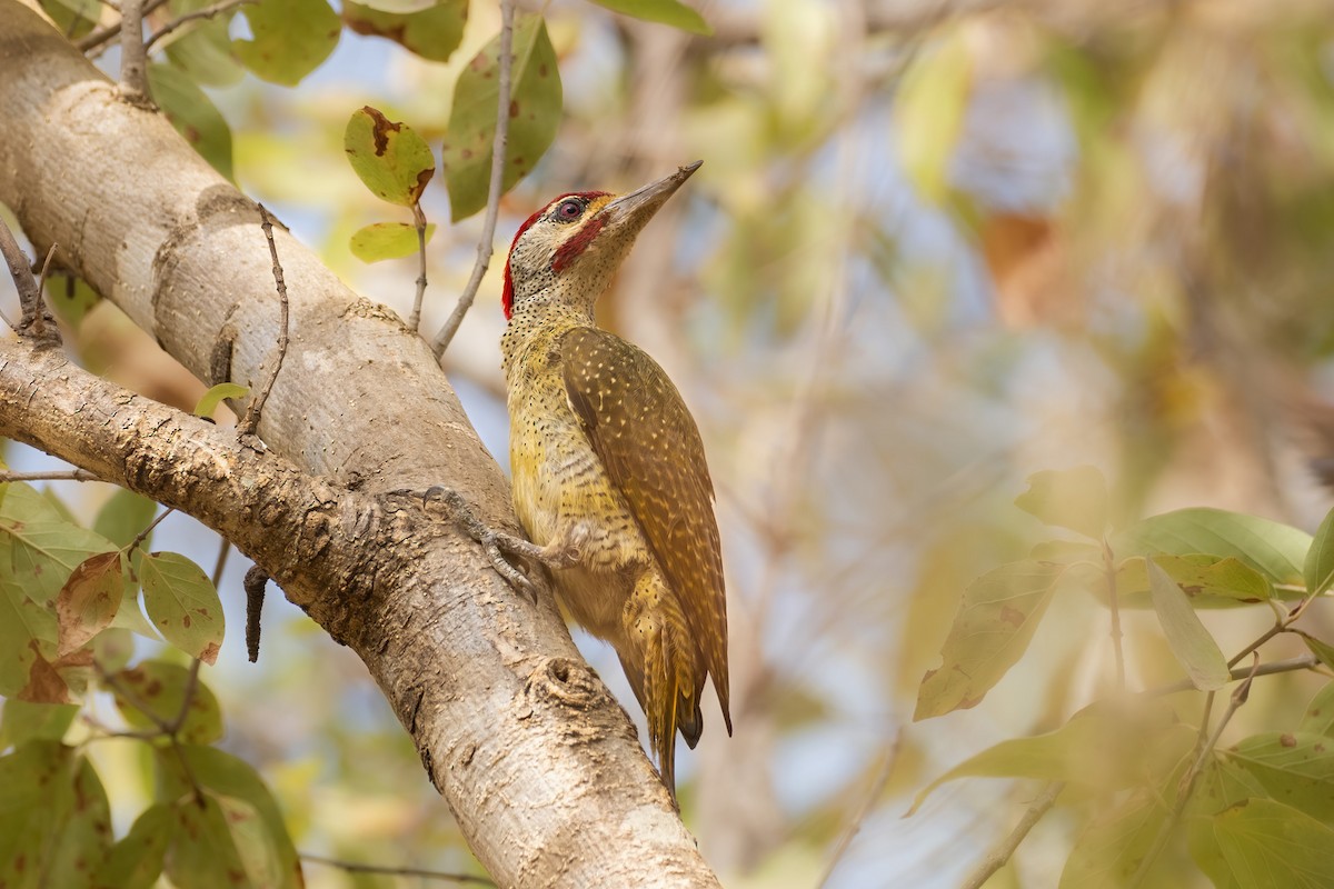 Fine-spotted Woodpecker - ML616274199