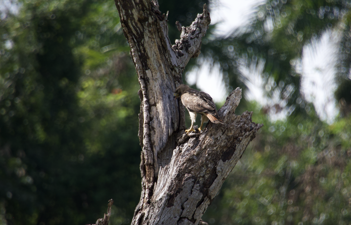 Red-tailed Hawk (jamaicensis) - ML616274231