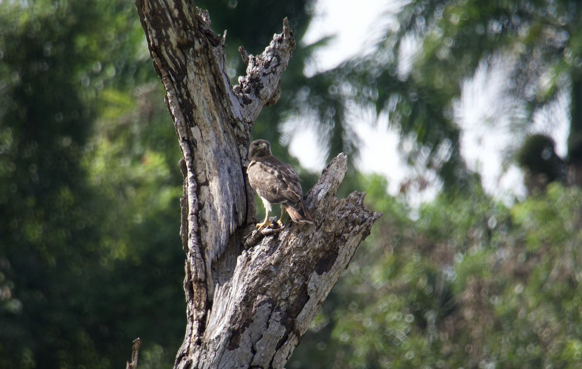 Red-tailed Hawk (jamaicensis) - Evan Farese