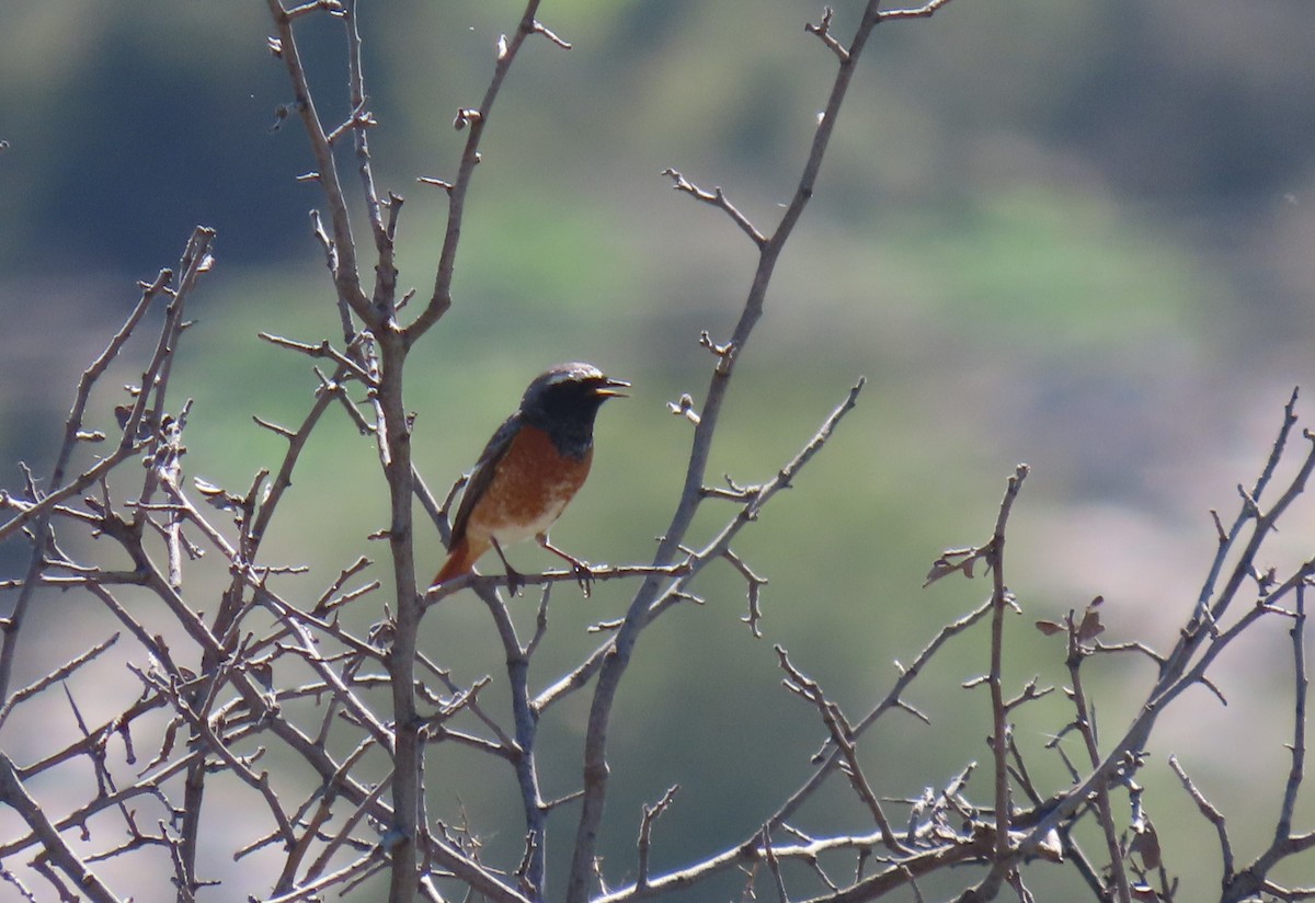 Common Redstart (Ehrenberg's) - הלל נחמן