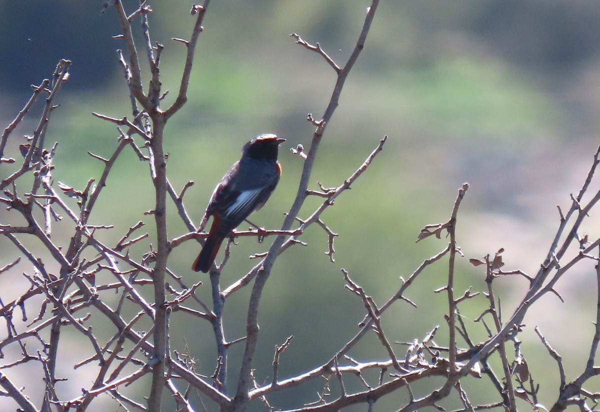 Common Redstart (Ehrenberg's) - הלל נחמן