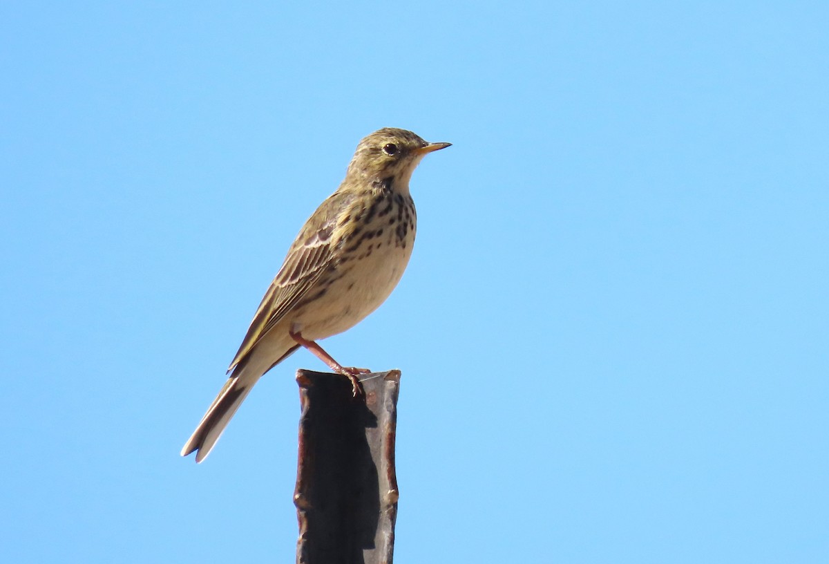 Meadow Pipit - ML616274320