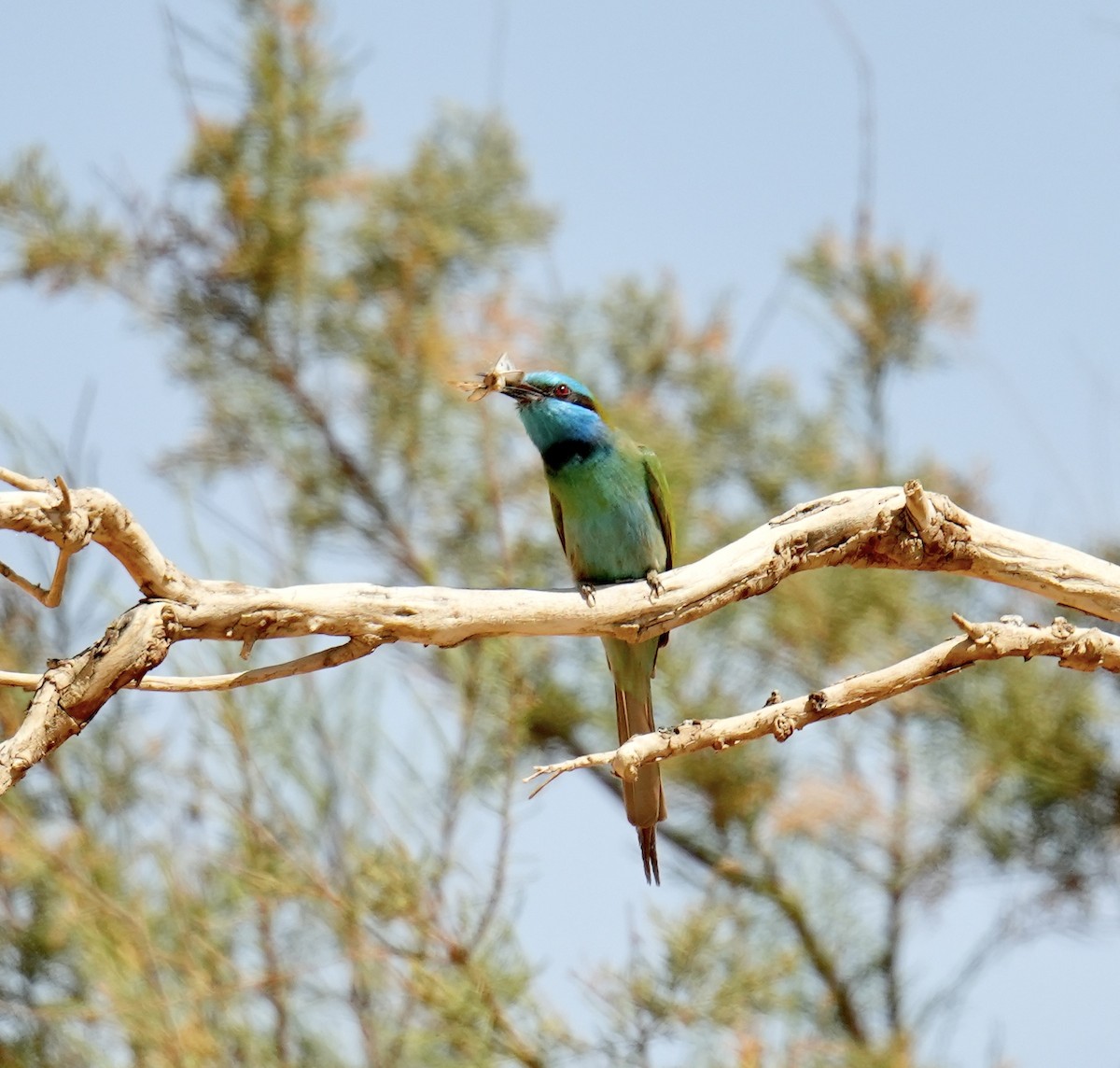 Arabian Green Bee-eater - ML616274325
