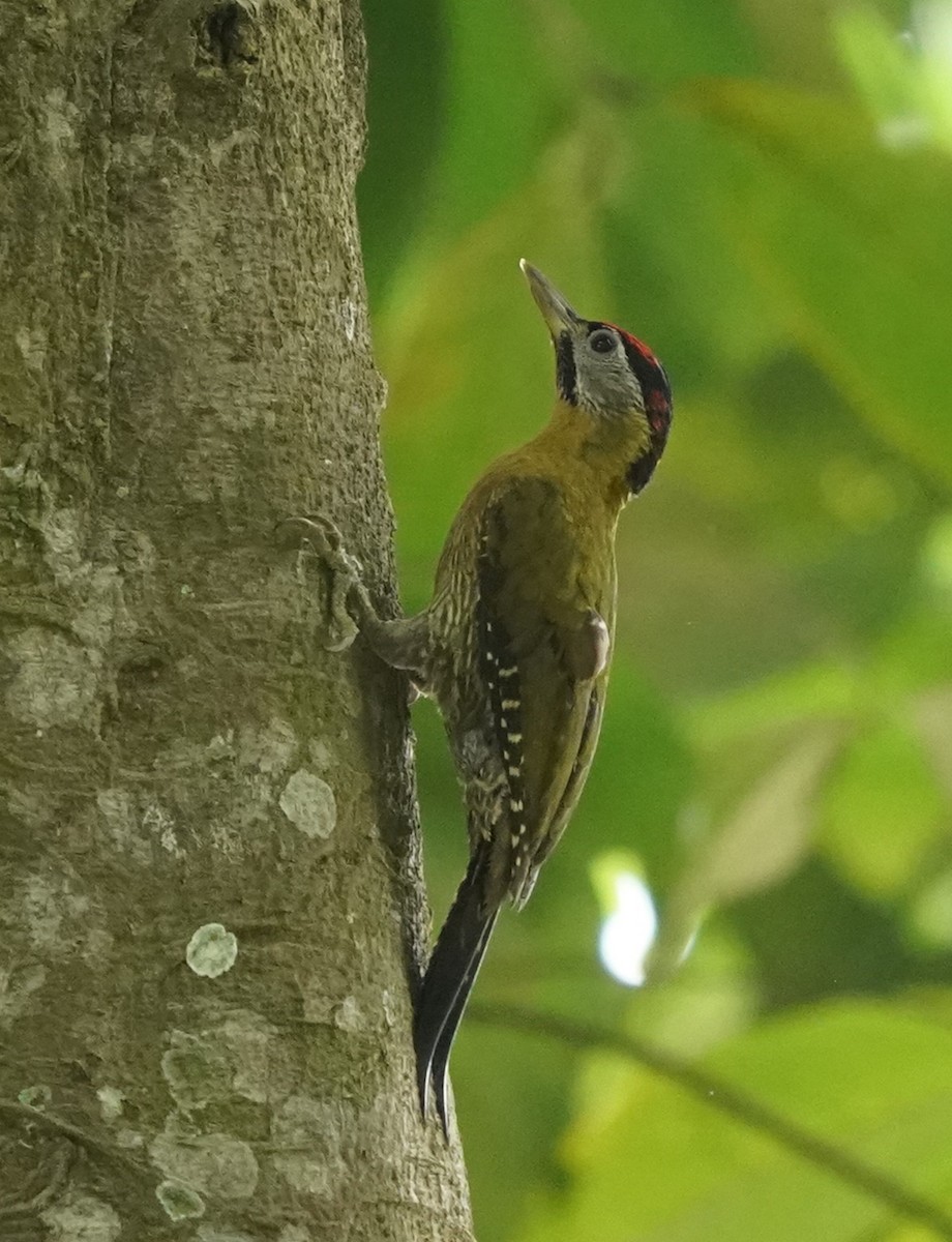 Laced Woodpecker - ML616274369