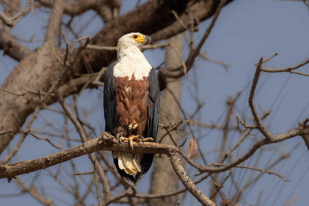 African Fish-Eagle - ML616274372