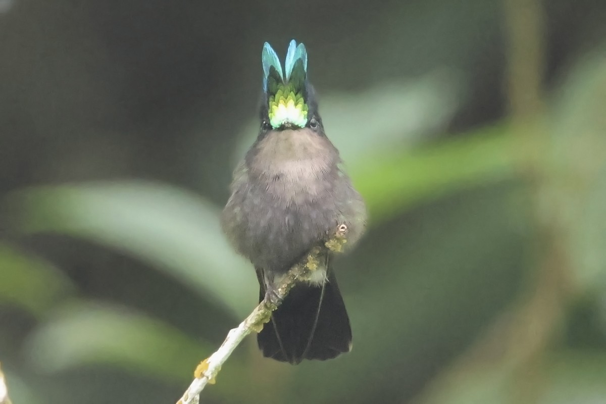 Antillean Crested Hummingbird - Steven Whitebread