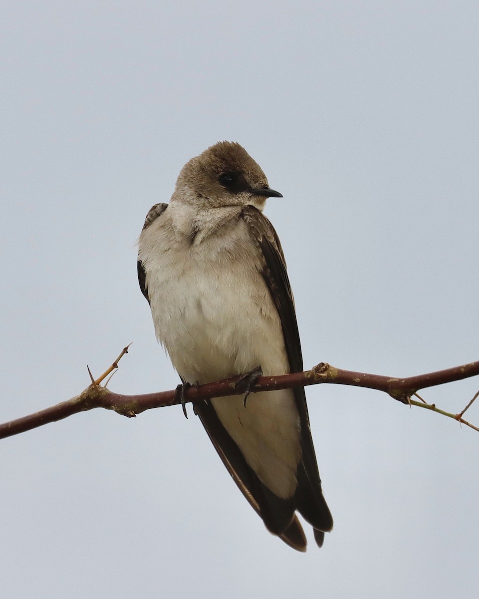 Northern Rough-winged Swallow - ML616274631