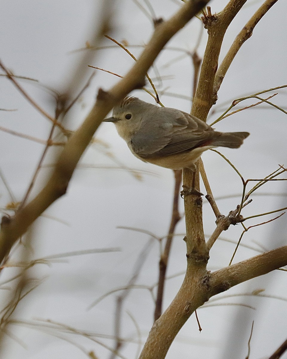 Lucy's Warbler - ML616274638