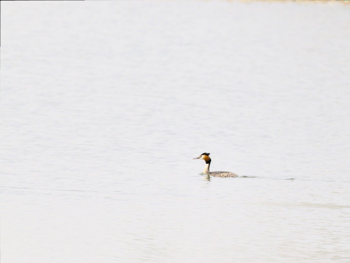Great Crested Grebe - ML616274652