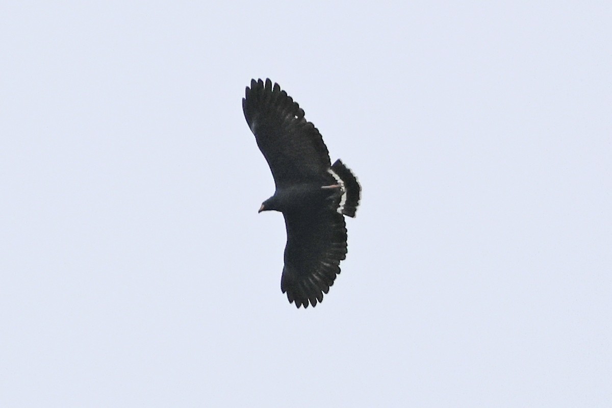 Common Black Hawk - ML616274659
