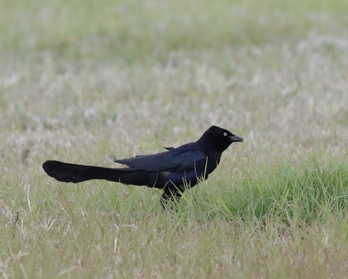 Great-tailed Grackle - ML616274660