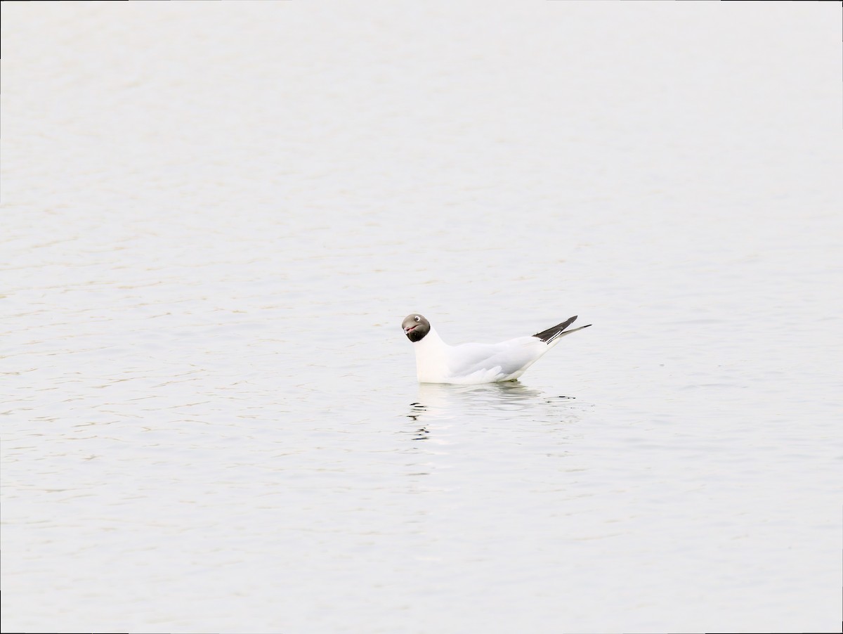 Mouette rieuse - ML616274664