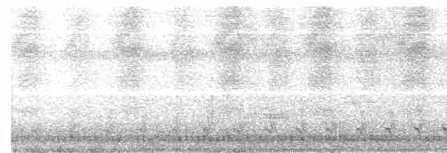 Weißbrust-Ameisenwürger - ML616274709