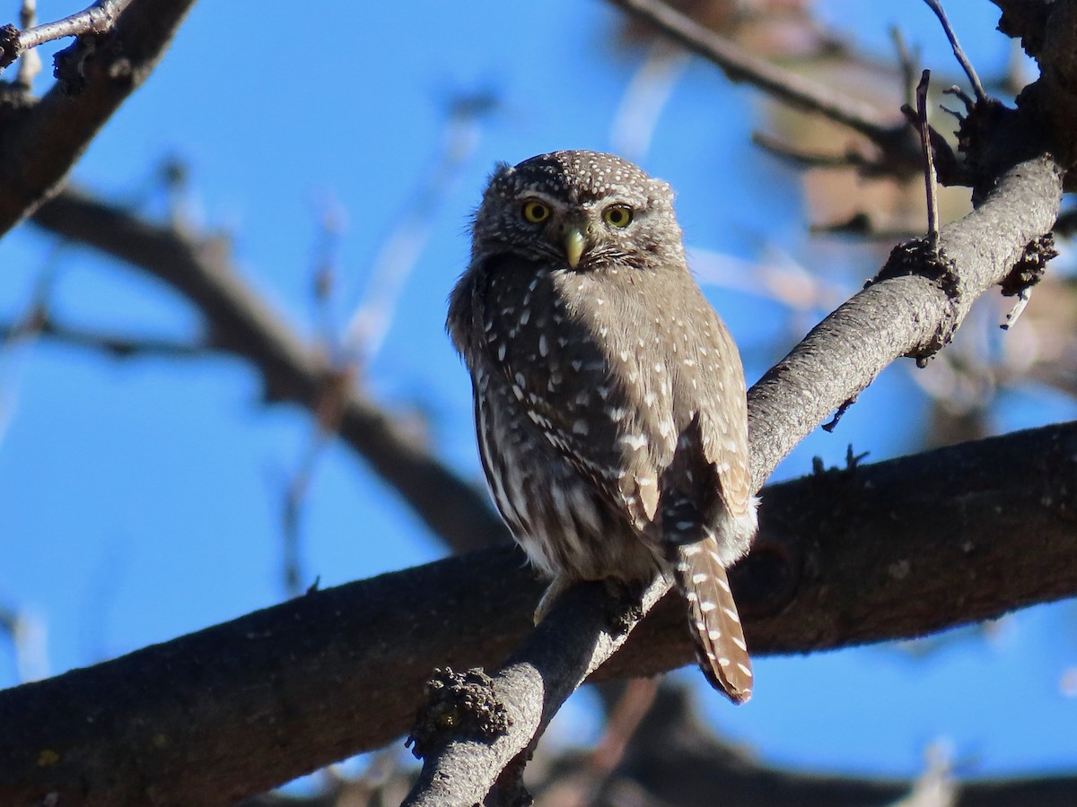 Northern Pygmy-Owl - ML616274732