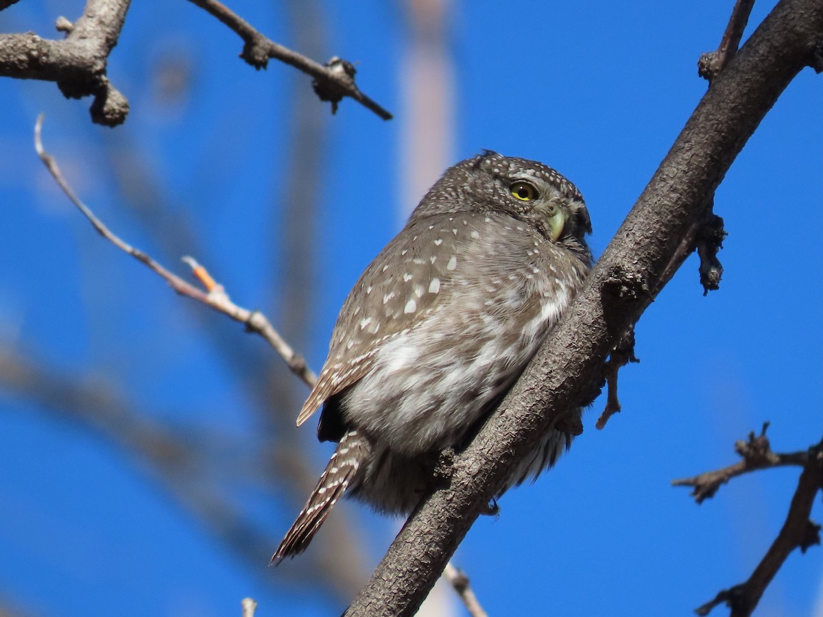 Northern Pygmy-Owl - ML616274761