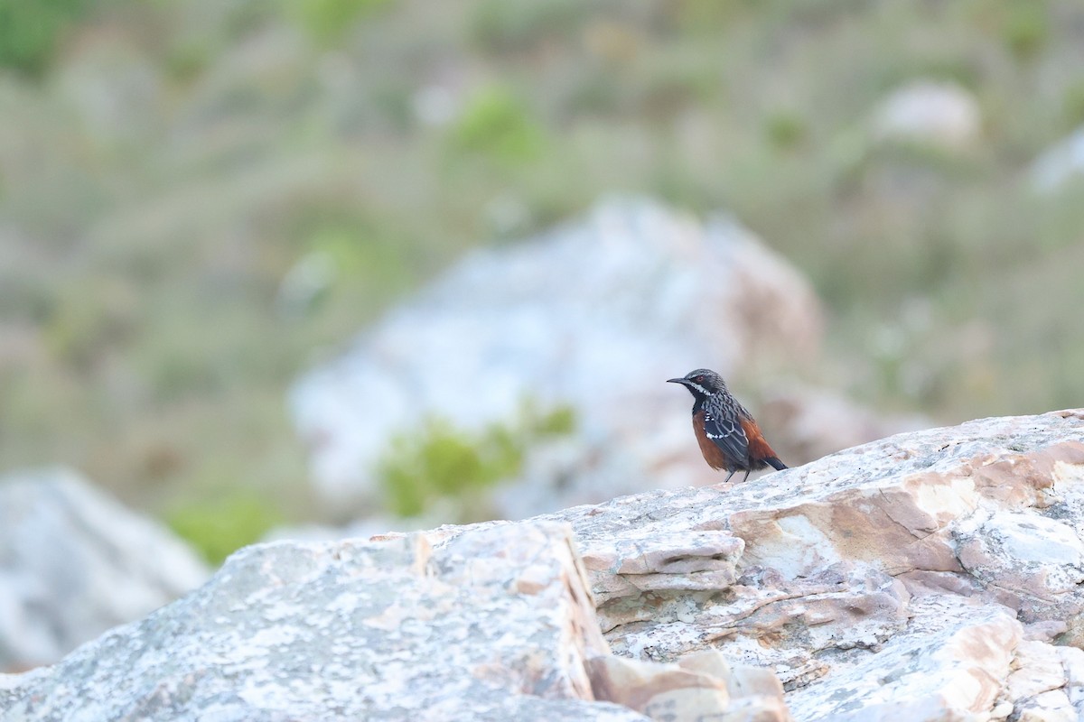 Cape Rockjumper - Daniel Engelbrecht - Birding Ecotours