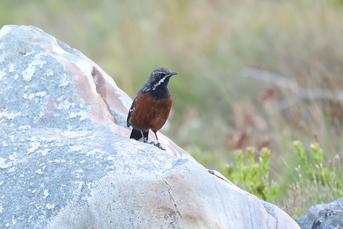 Cape Rockjumper - Daniel Engelbrecht - Birding Ecotours
