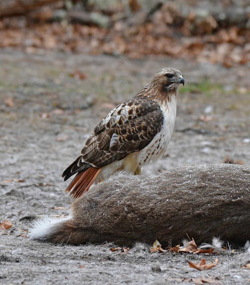 Red-tailed Hawk - ML616274879