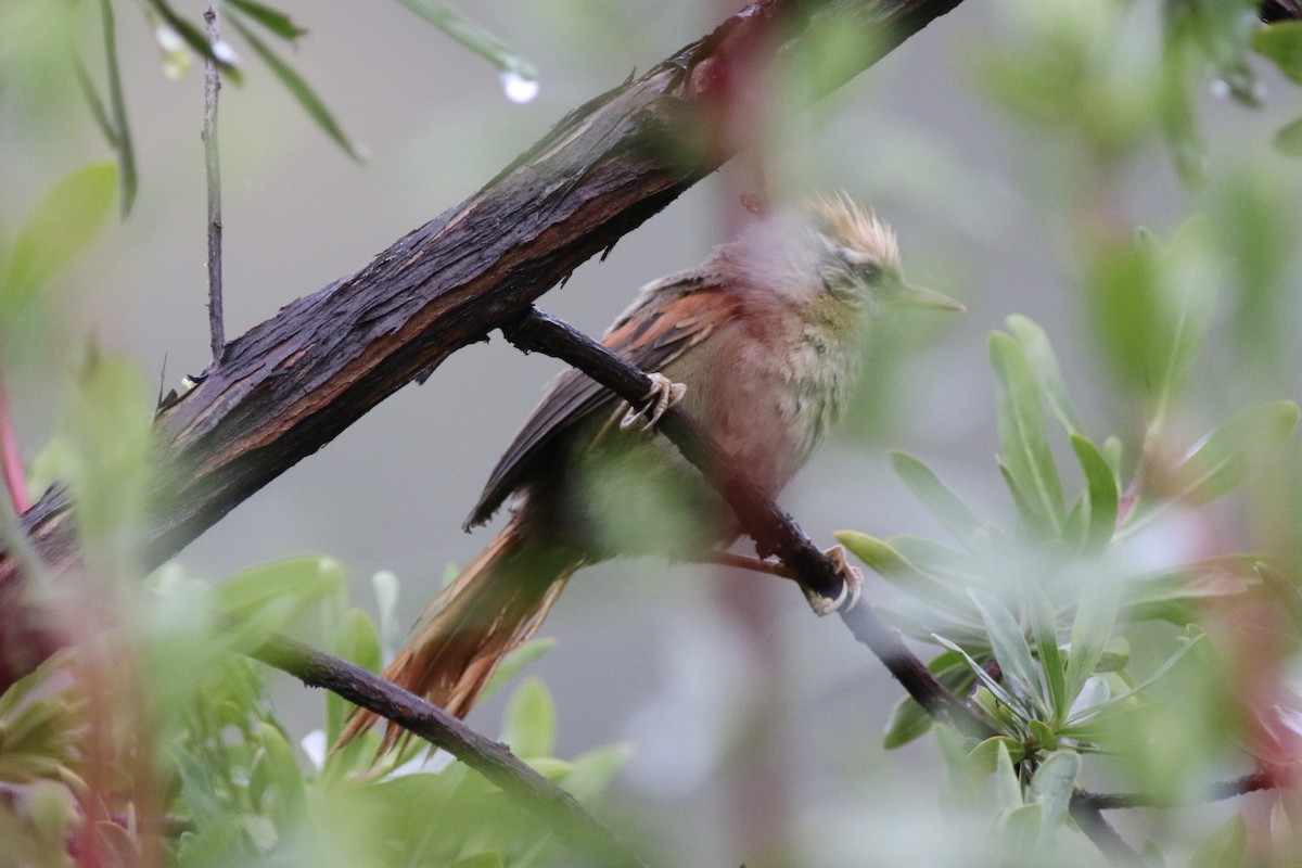 Creamy-crested Spinetail - ML616274924