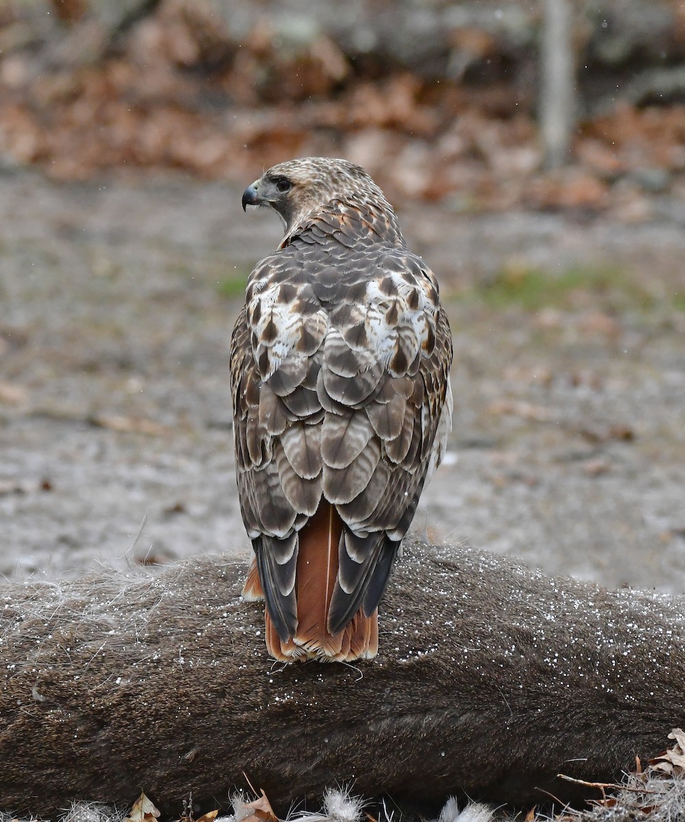 Red-tailed Hawk - ML616274929