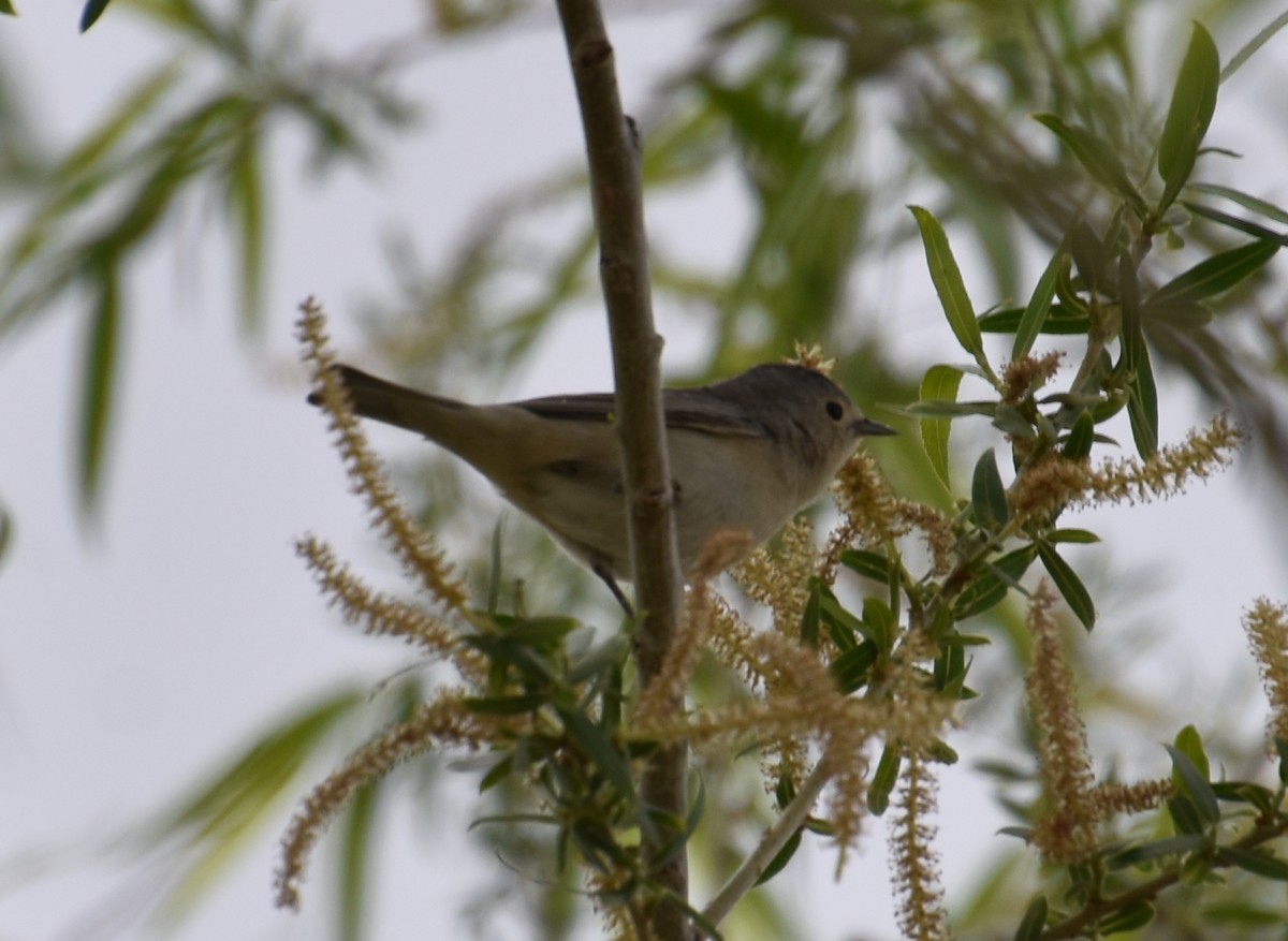 Lucy's Warbler - ML616274982