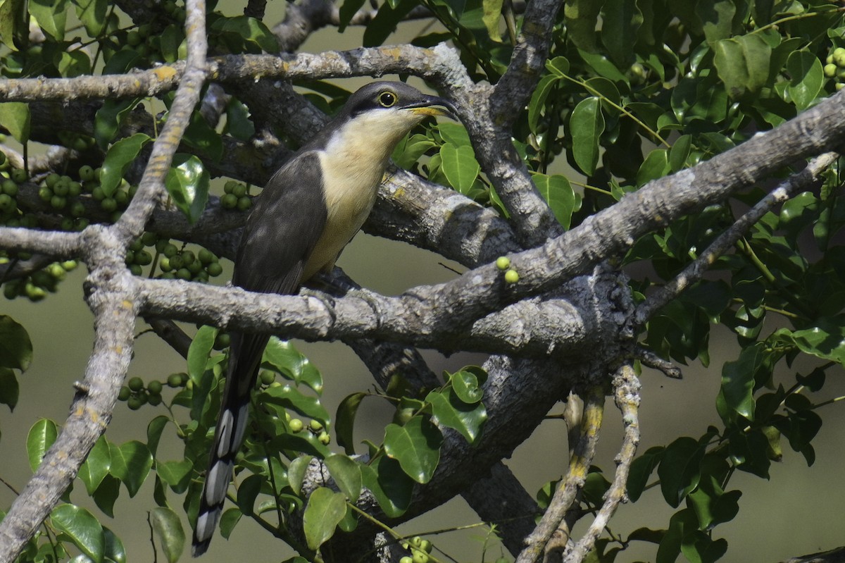 Mangrove Cuckoo - Carlos Echeverría