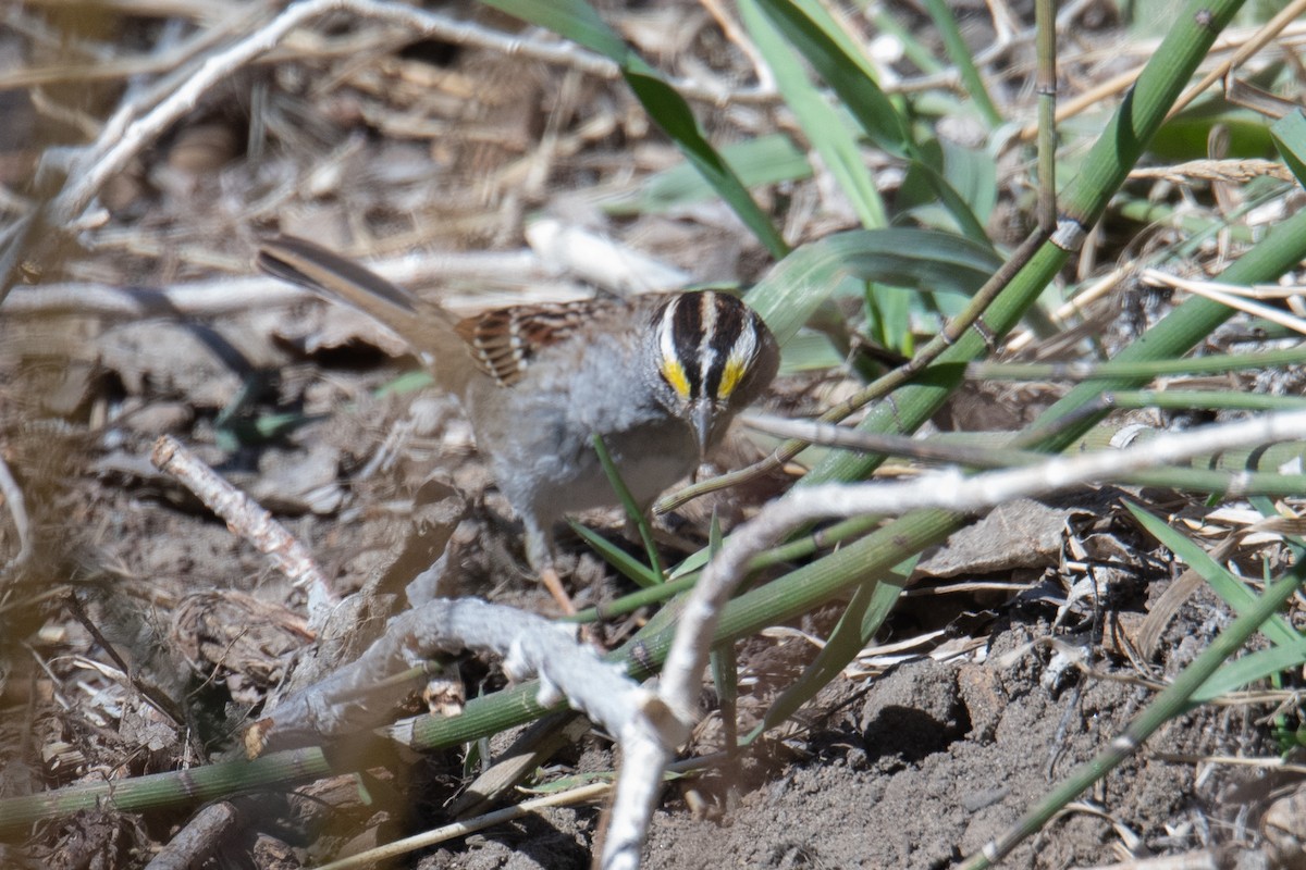 White-throated Sparrow - ML616275232