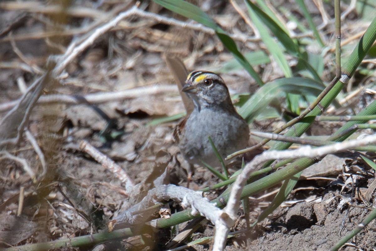 White-throated Sparrow - ML616275233