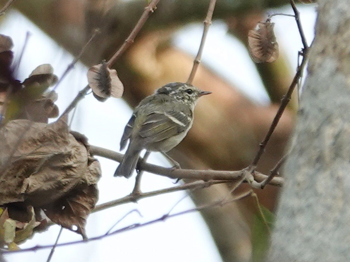 Yellow-browed Warbler - ML616275317