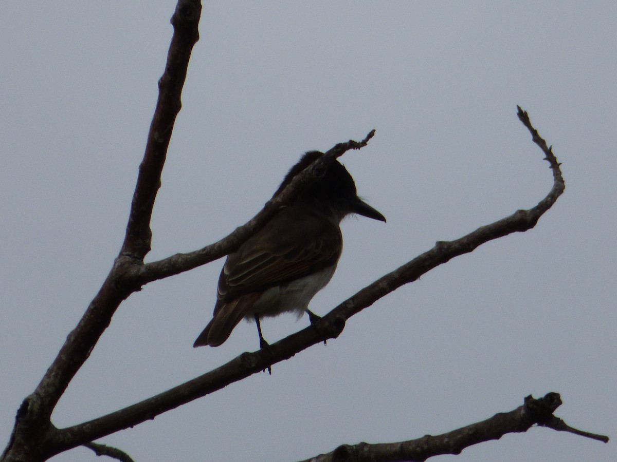 Loggerhead Kingbird (Hispaniolan) - ML616275467