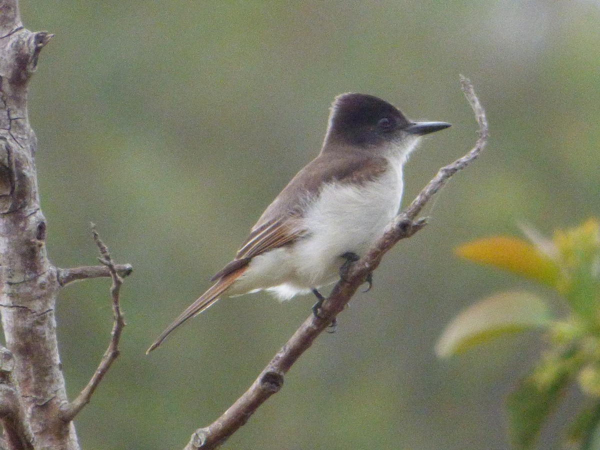 Loggerhead Kingbird (Hispaniolan) - ML616275473