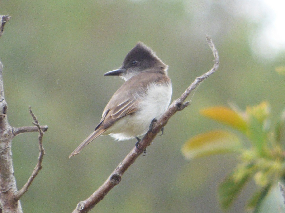 Loggerhead Kingbird (Hispaniolan) - ML616275474