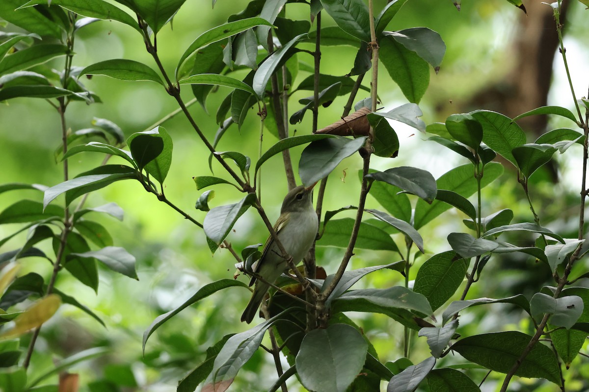Ijima's Leaf Warbler - ML616275508