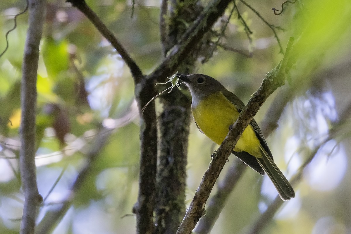 Yellow-bellied Whistler (philippinensis Group) - Niall D Perrins