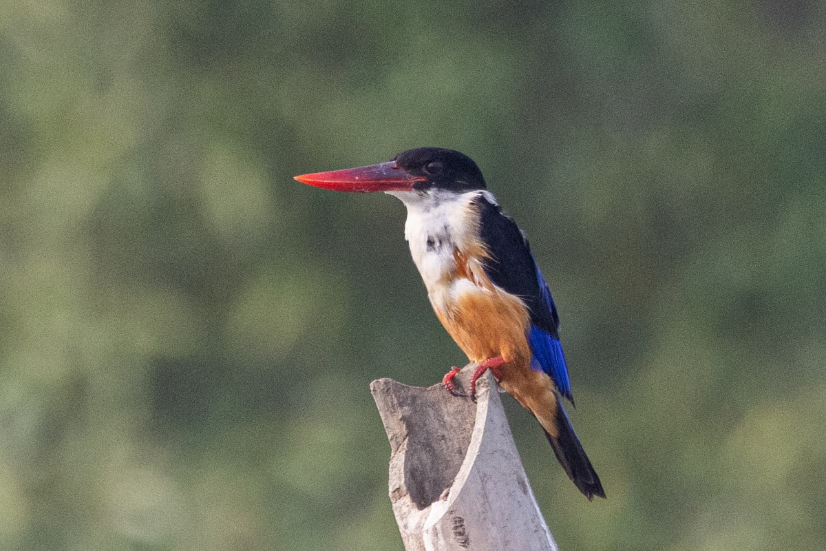 Black-capped Kingfisher - Uday Agashe