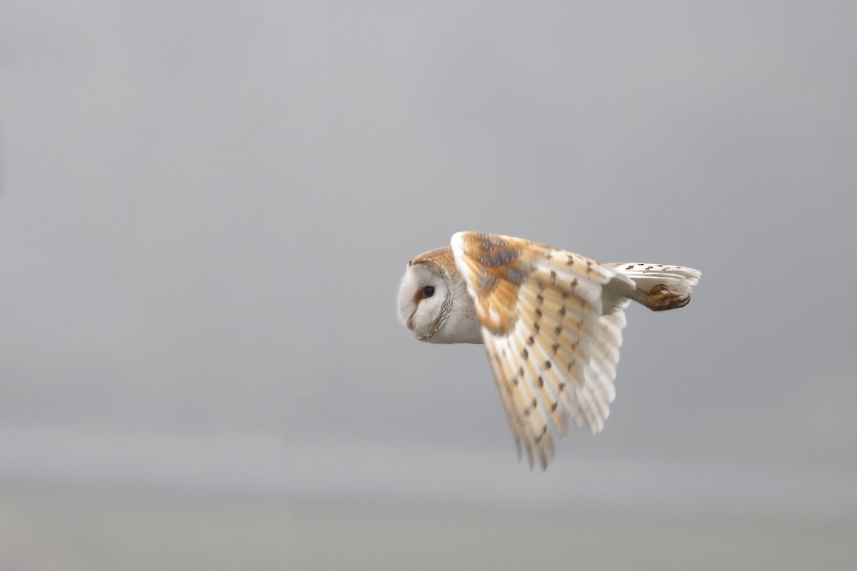 Barn Owl (Eurasian) - ML616275704
