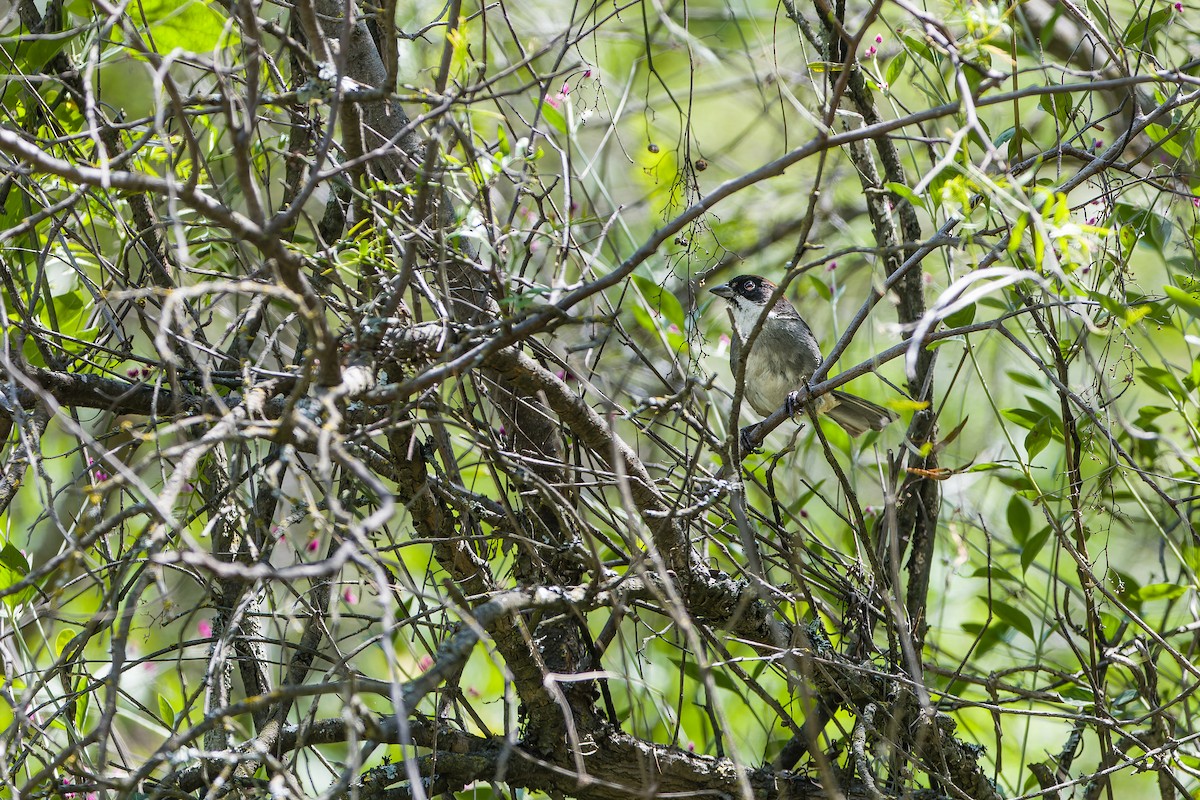 Bay-crowned Brushfinch - ML616275951