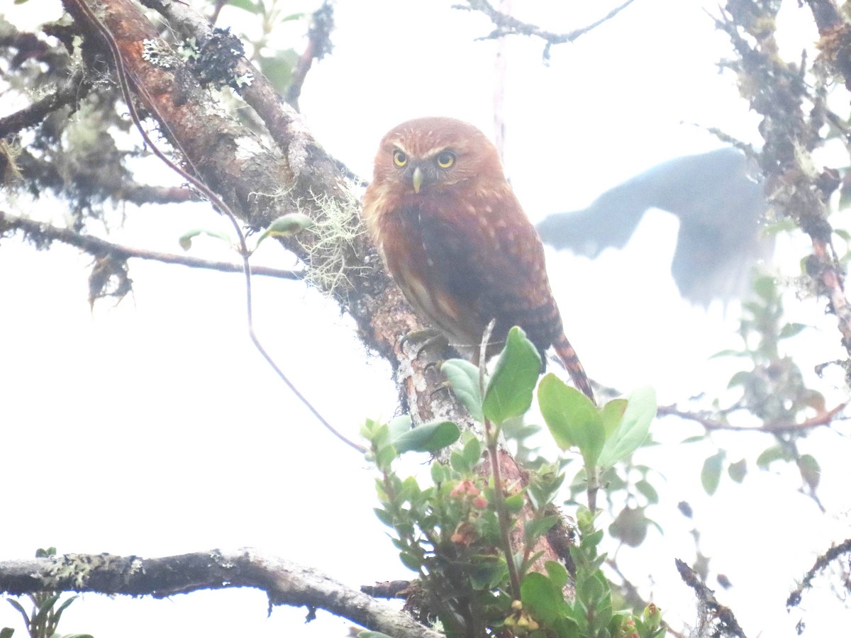 Andean Pygmy-Owl - Michael Bowen