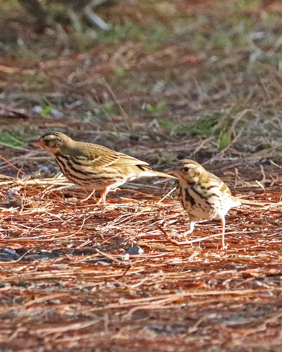 Olive-backed Pipit - ML616276261