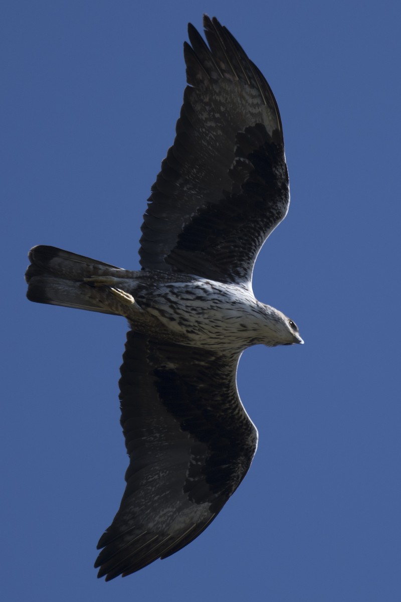 Bonelli's Eagle - SOVON PARBAT