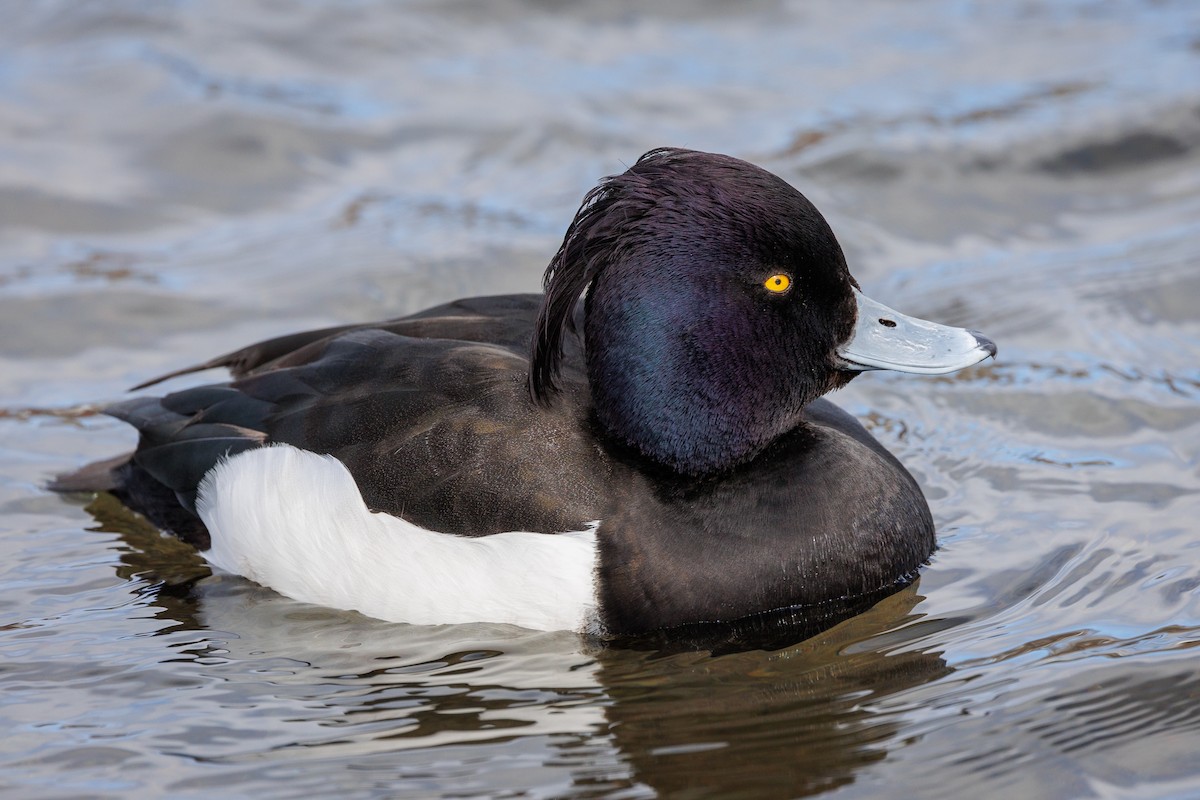 Tufted Duck - ML616276304