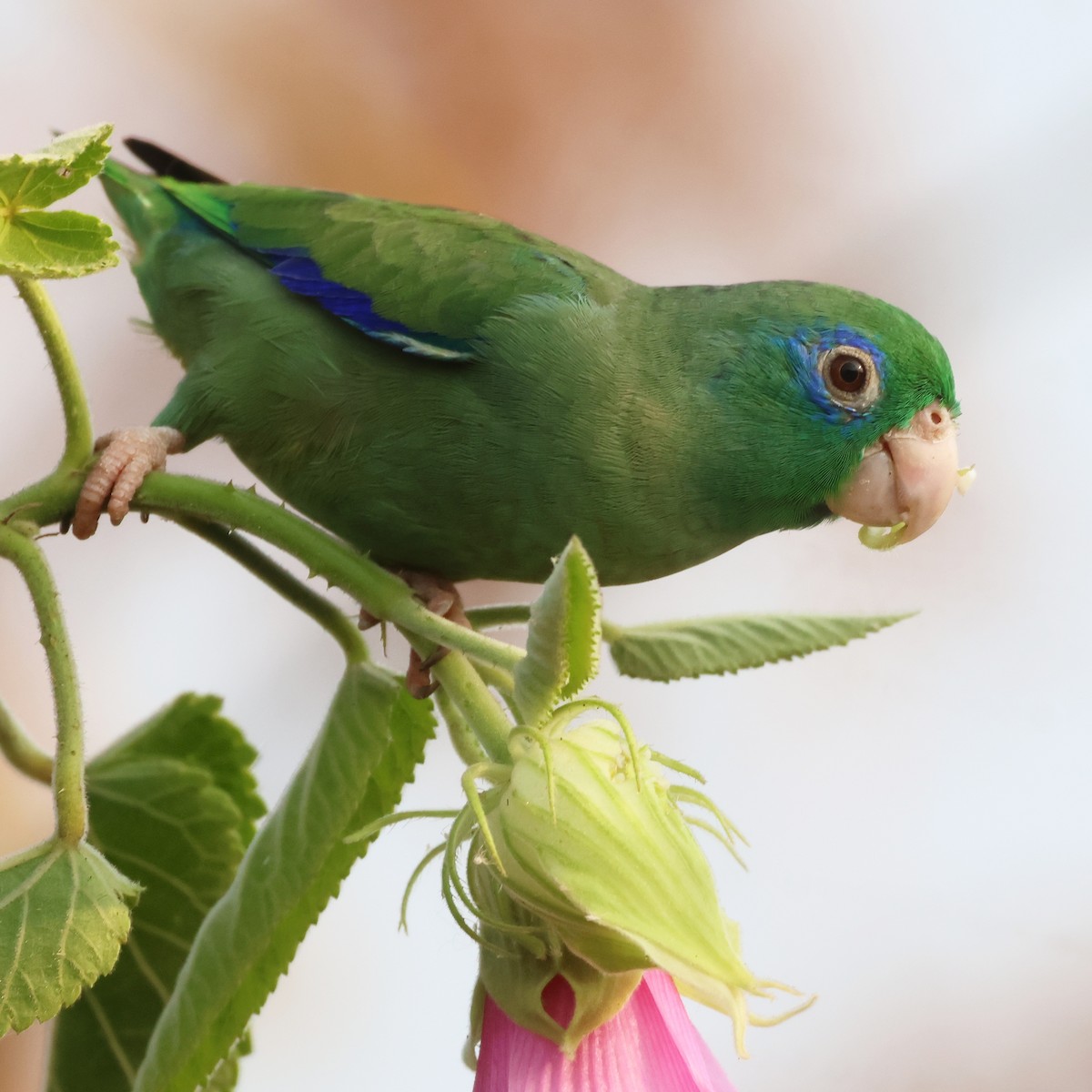 Spectacled Parrotlet - ML616276318