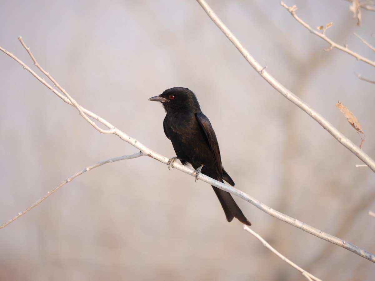 Fork-tailed Drongo - ML616276360