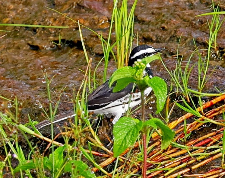 African Pied Wagtail - ML616276369