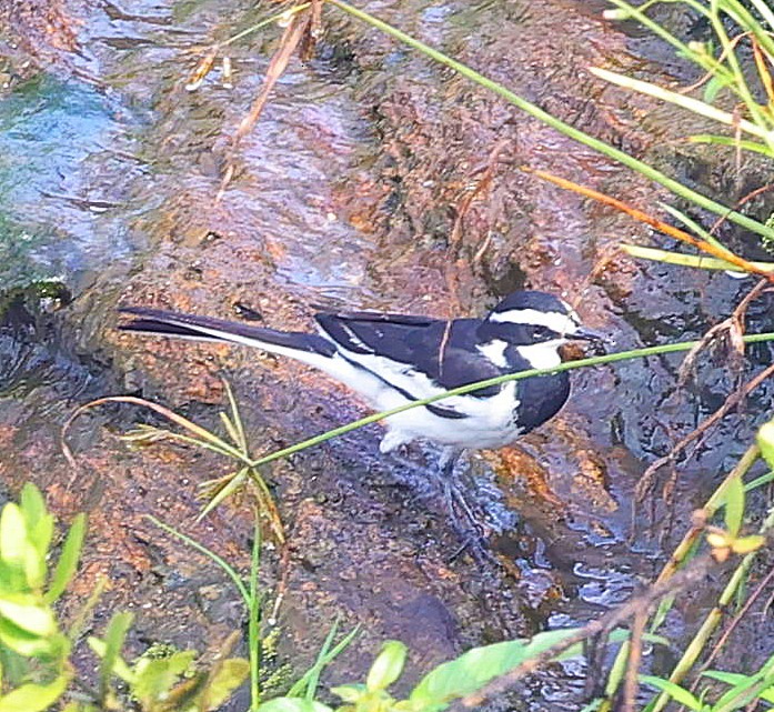 African Pied Wagtail - ML616276370
